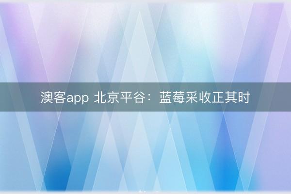 澳客app 北京平谷：蓝莓采收正其时